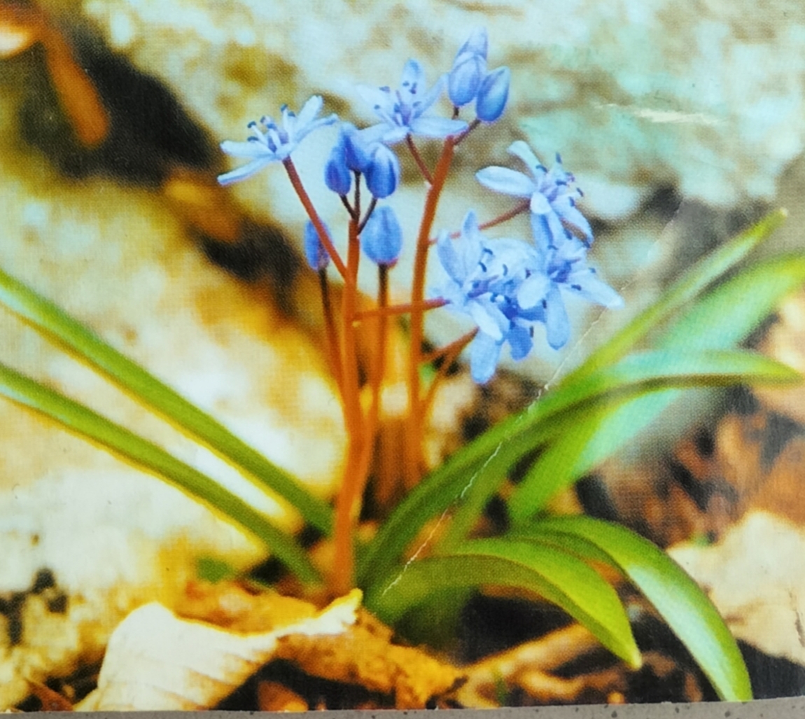 Проліски, Scilla