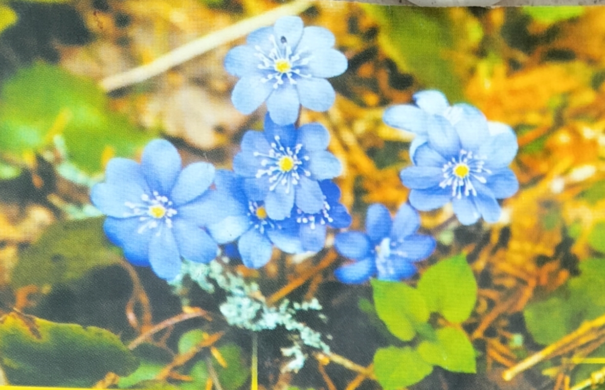 Hepatica nobilis - Проліска благородна