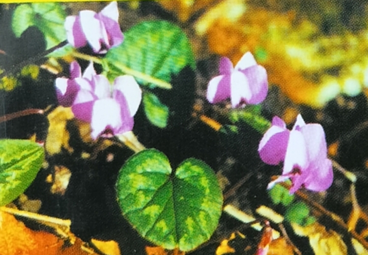 Фіалка лісова - Viola reichenbachiana