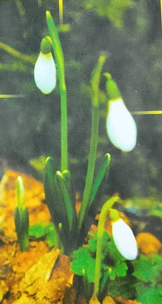 Підсніжник звичайний  (Galanthus nivalis) - флора Гранітно-степового Побужжя