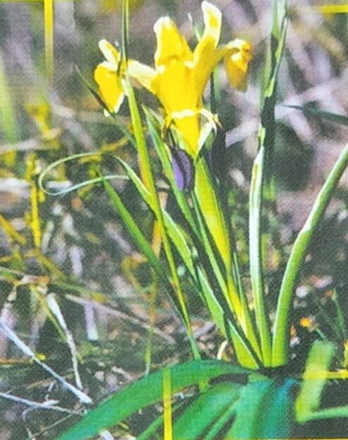 Півники болотні - Iris pseudacorus