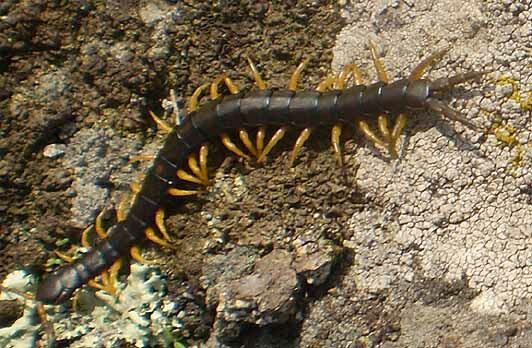 scolopendra