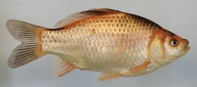 Carassius auratus, Карась сріблястий