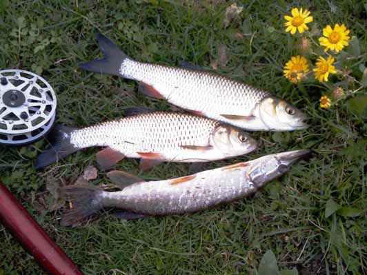 hand Fishing