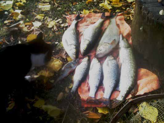 hand Fishing