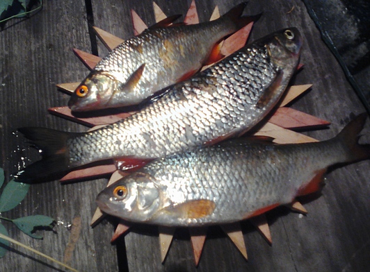 hand Fishing