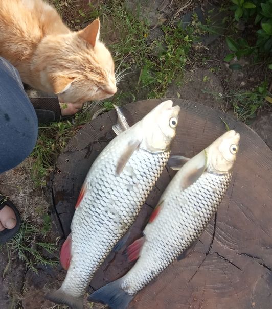 Мануальный фишинг - самая честная рыбалка. Ловим своими руками hand Fishing