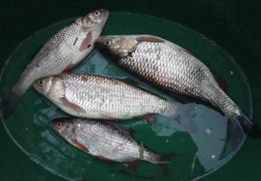 Мануальный фишинг - самая честная рыбалка. hand Fishing