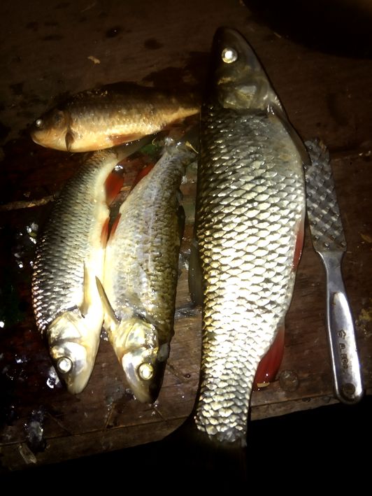 hand Fishing