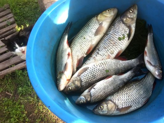 hand Fishing