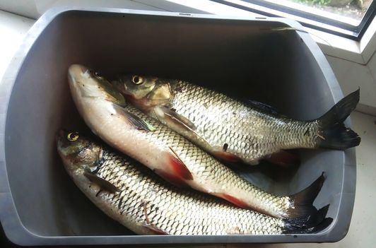 hand Fishing