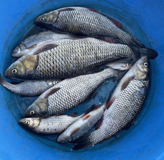 Мануальный фишинг - самая честная рыбалка. Ловим руками, голавль hand Fishing