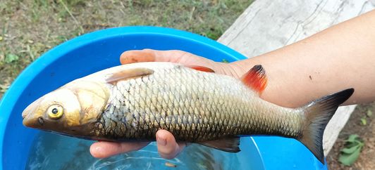 Мануальный фишинг - самая честная рыбалка. Ловим руками, голавль hand Fishing