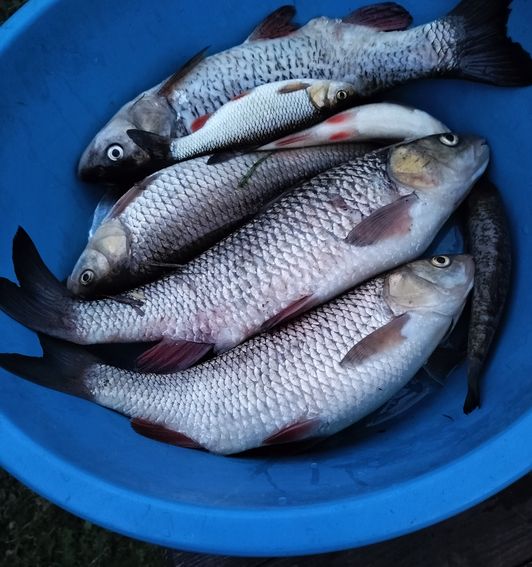 Мануальный и иной фишинг - самая честная рыбалка. hand Fishing