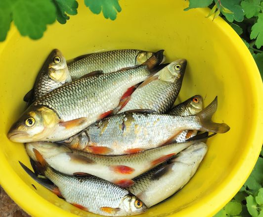 Мануальный и иной фишинг - самая честная рыбалка. hand Fishing