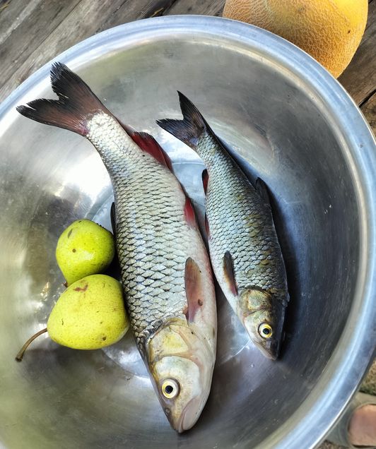 Мануальный и иной фишинг - самая честная рыбалка. hand Fishing