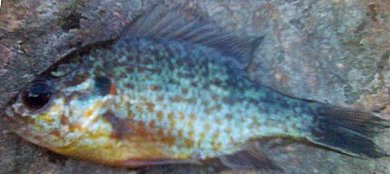 Lepomis gibbosus