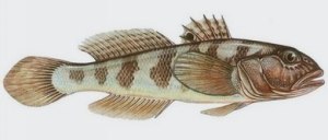 Neogobius melanostomus, Бычек кругляк