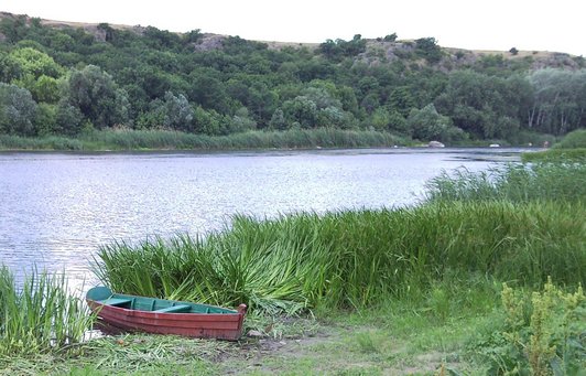 Аир болотный, заросли