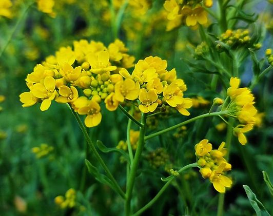 Aurinia, Авринія скельна в національному парку Бузький Гард, суцвіття