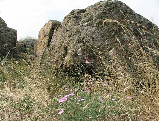 dianthus