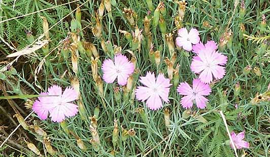 dianthus