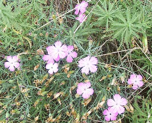 dianthus