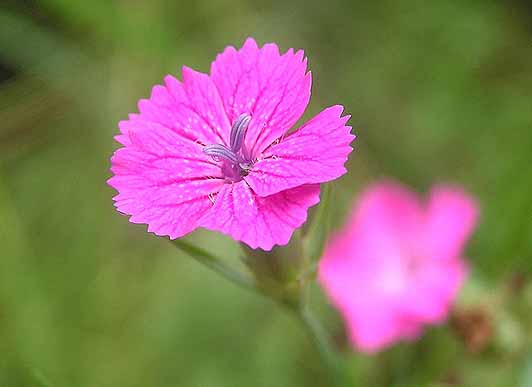 dianthus