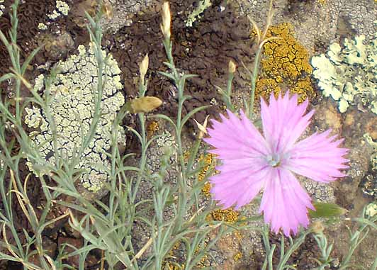 dianthus