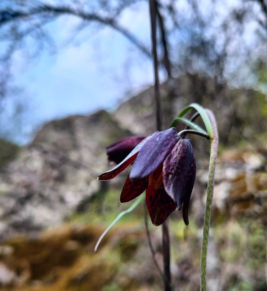 Рябчик руський