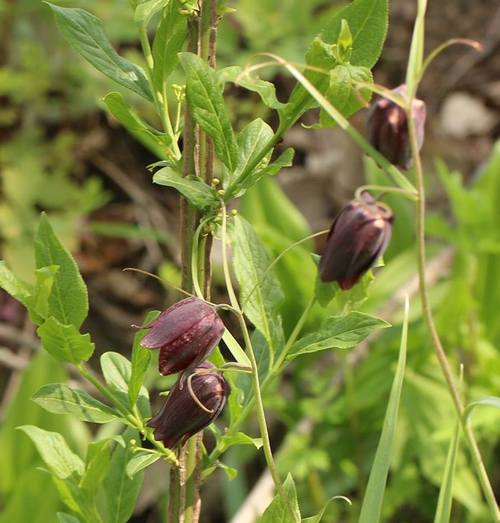 fritillaria, рябчик руський в национальному парку Бузький Гард