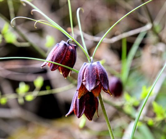 fritillaria, рябчик руський в национальному парку Бузький Гард