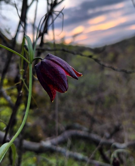 Рябчик руський