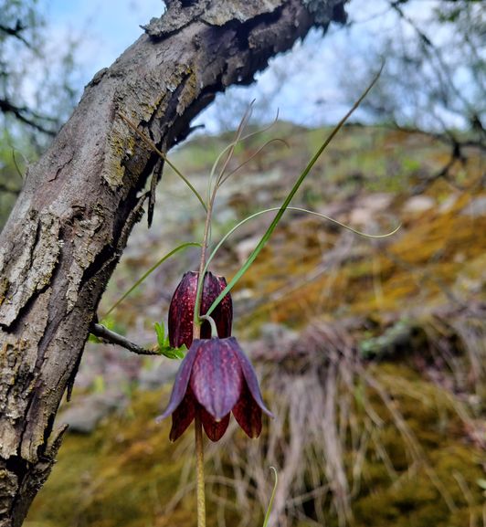 Рябчик руський