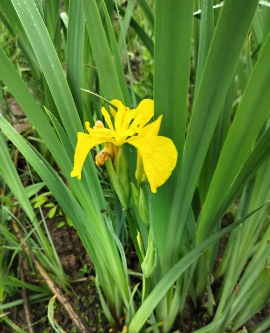 Півники болотяні, Iris pseudacorus в національному парку Бузький Гард
