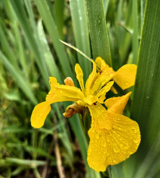 Півники болотяні, Iris pseudacorus в національному парку Бузький Гард