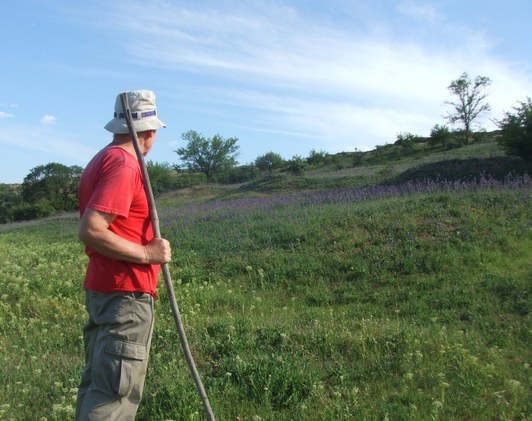 Salvia nutans або шавлія поникла