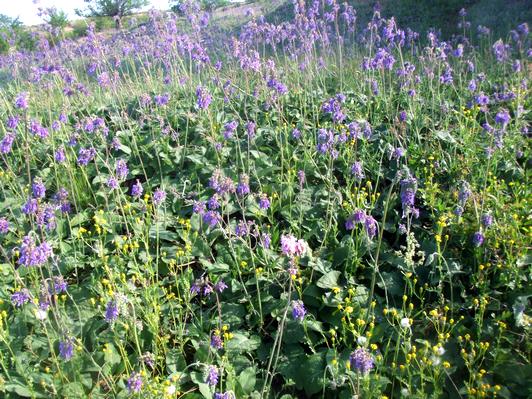 Salvia nutans або шавлія поникла