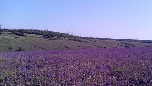 Salvia nutans або шавлія поникла