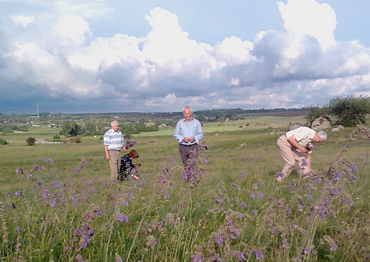 Salvia nutans або шавлія поникла